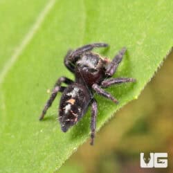 Ometepe Jumping Spider For Sale - Underground Reptiles