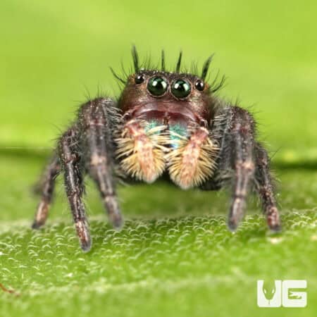 Ometepe Jumping Spider For Sale - Underground Reptiles