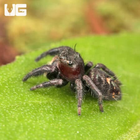 Ometepe Jumping Spider For Sale - Underground Reptiles