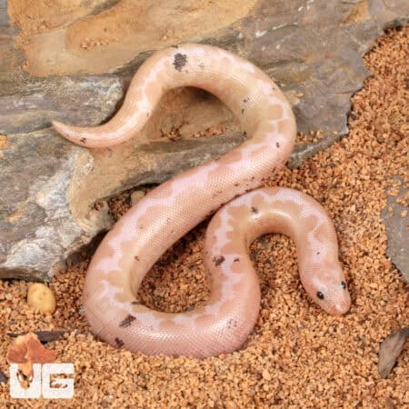 Paradox Snow Kenyan Sand Boa for sale - Underground Reptiles