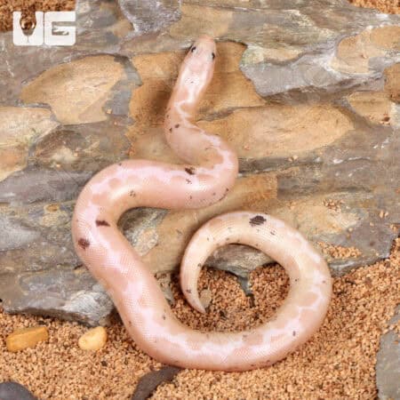 Paradox Snow Kenyan Sand Boa for sale - Underground Reptiles