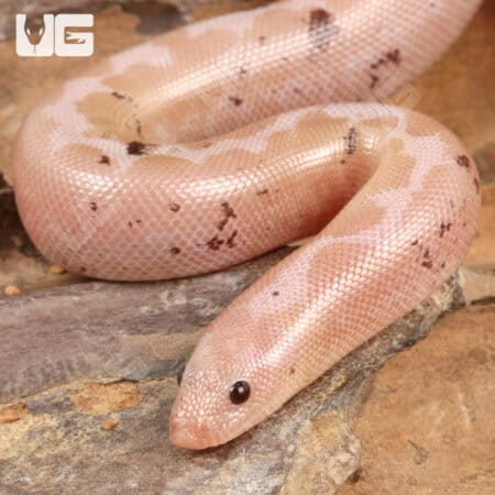 Paradox Snow Kenyan Sand Boa for sale - Underground Reptiles