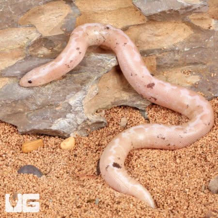 Paradox Snow Kenyan Sand Boa for sale - Underground Reptiles