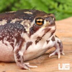 Common Rain Frogs For Sale - Underground Reptiles