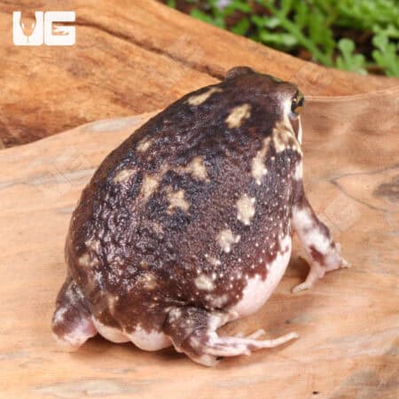 Common Rain Frogs For Sale - Underground Reptiles