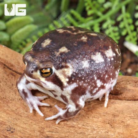 Common Rain Frogs For Sale - Underground Reptiles