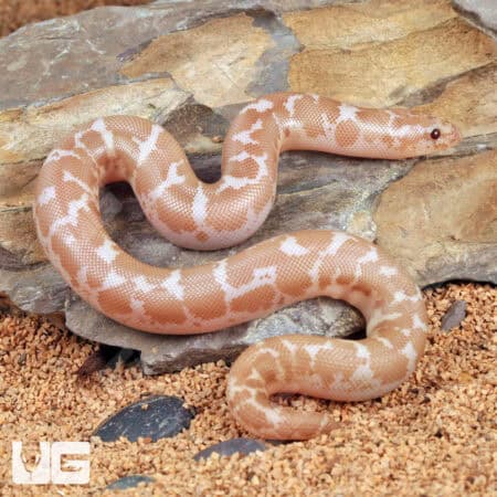 Baby Snow Kenyan Sand Boas For Sale - Underground Reptiles