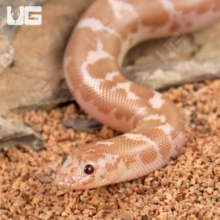 Baby Snow Kenyan Sand Boas For Sale - Underground Reptiles