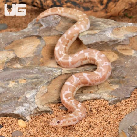 Baby Snow Kenyan Sand Boas For Sale - Underground Reptiles