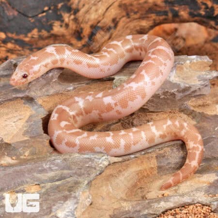 Baby Snow Kenyan Sand Boas For Sale - Underground Reptiles