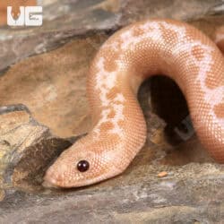 Snow Striped Kenyan Sand Boa for sale - Underground Reptiles