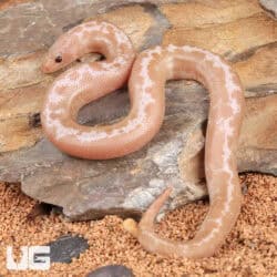 Snow Striped Kenyan Sand Boa for sale - Underground Reptiles