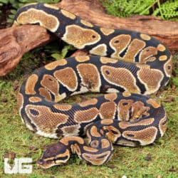 Sub Adult Female Shatter Het Albino Ball Python For Sale - Underground Reptiles