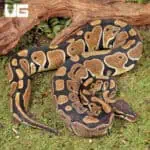 Sub Adult Female Shatter Het Albino Ball Python For Sale - Underground Reptiles