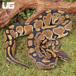 Sub Adult Female Shatter Het Albino Ball Python For Sale - Underground Reptiles