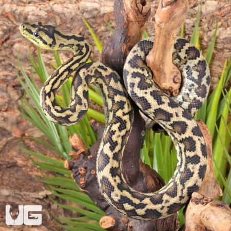 Super Caramel Carpet Python For Sale - Underground Reptiles