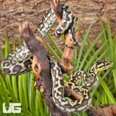 Super Caramel Carpet Python For Sale - Underground Reptiles