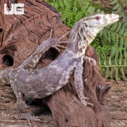 Baby Albino Asian Water Monitor T+ For Sale - Underground Reptiles