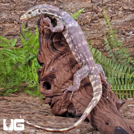 Baby Albino Asian Water Monitor T+ For Sale - Underground Reptiles