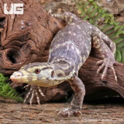 Baby Albino Asian Water Monitor T+ For Sale - Underground Reptiles