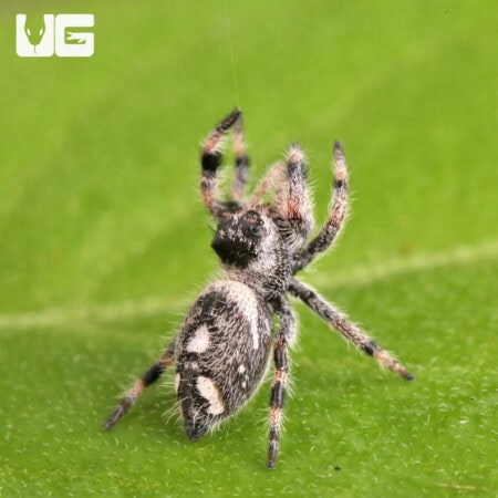 White Bahama Jumping Spider For Sale - Underground Reptiles