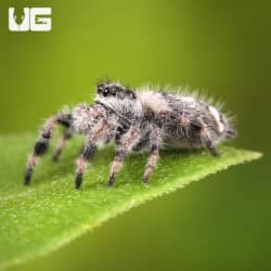 White Bahama Jumping Spider For Sale - Underground Reptiles