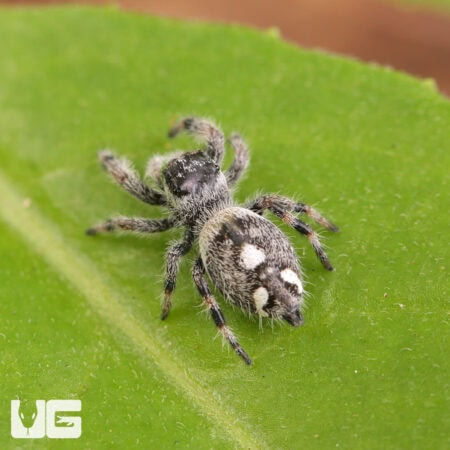 White Bahama Jumping Spider For Sale - Underground Reptiles