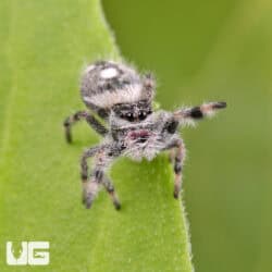 White Bahama Jumping Spider For Sale - Underground Reptiles