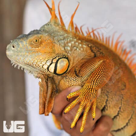 Adult White Head Green Iguana For Sale - Underground Reptiles