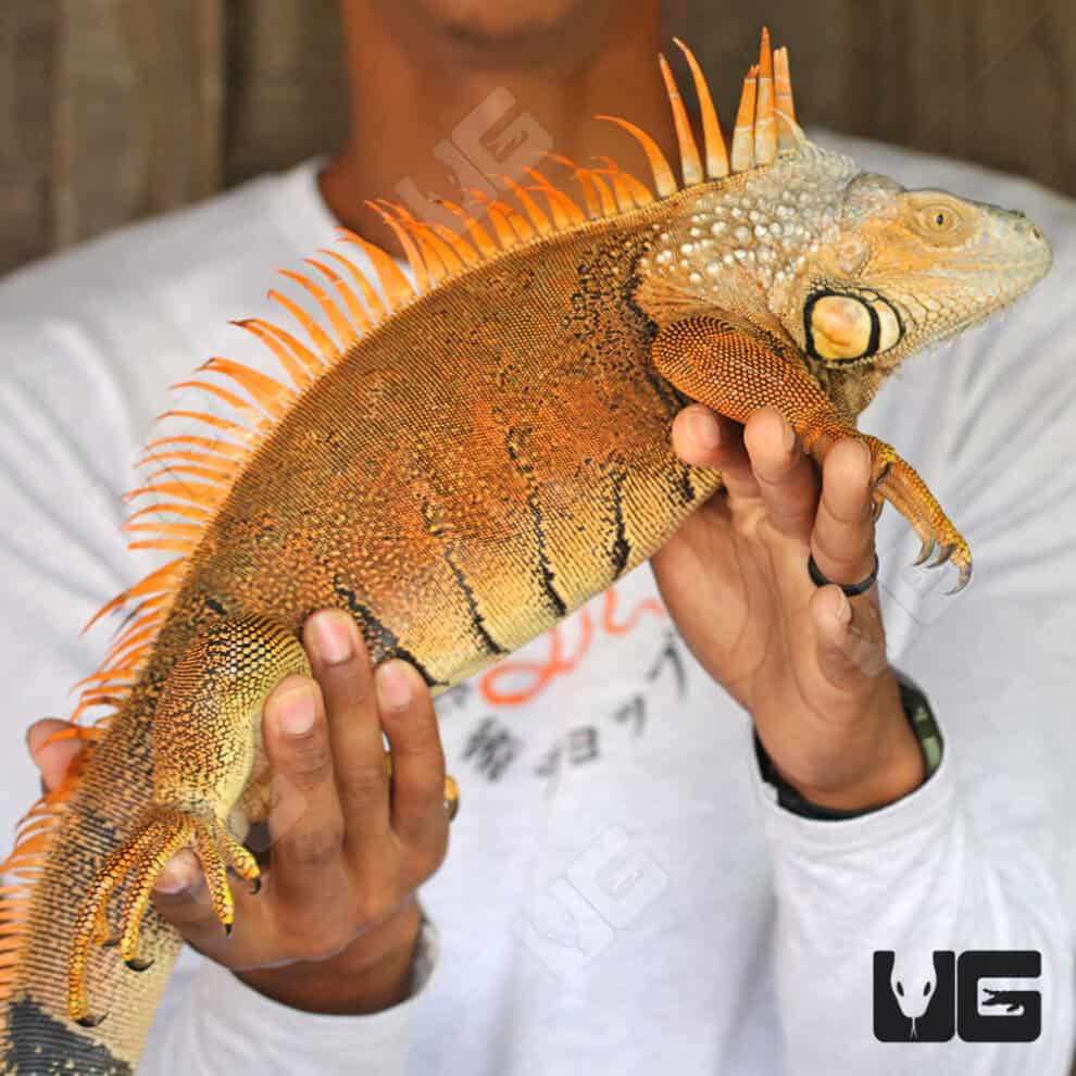 Iguanas For Sale - Red, Greens & Blues - Underground Reptiles