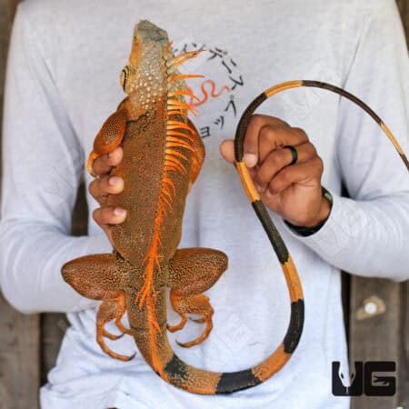 Adult White Head Green Iguana For Sale - Underground Reptiles