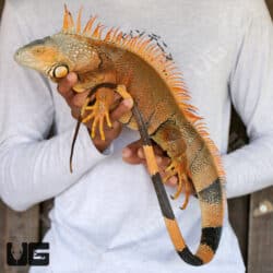 Adult White Head Green Iguana For Sale - Underground Reptiles