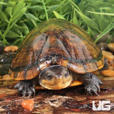 White Lipped Mud Turtles (Kinosternon leucostomum) For Sale - Underground Reptiles