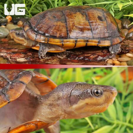 White Lipped Mud Turtles (Kinosternon leucostomum) For Sale - Underground Reptiles