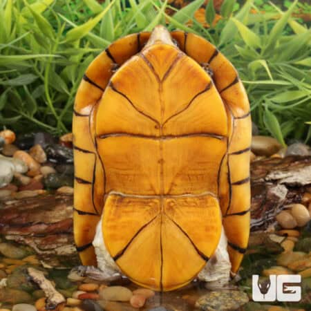 White Lipped Mud Turtles (Kinosternon leucostomum) For Sale - Underground Reptiles