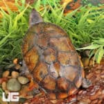 White Lipped Mud Turtles (Kinosternon leucostomum) For Sale - Underground Reptiles