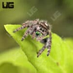 White Phase Tennessee Jumping Spider For Sale - Underground Reptiles