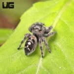 White Phase Tennessee Jumping Spider For Sale - Underground Reptiles