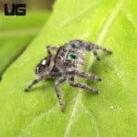 White Phase Tennessee Jumping Spider For Sale - Underground Reptiles