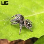 White Phase Tennessee Jumping Spider For Sale - Underground Reptiles