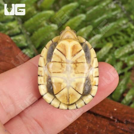 Baby White Lipped Mud Turtles (Kinosternon leucostomum) For Sale - Underground Reptiles