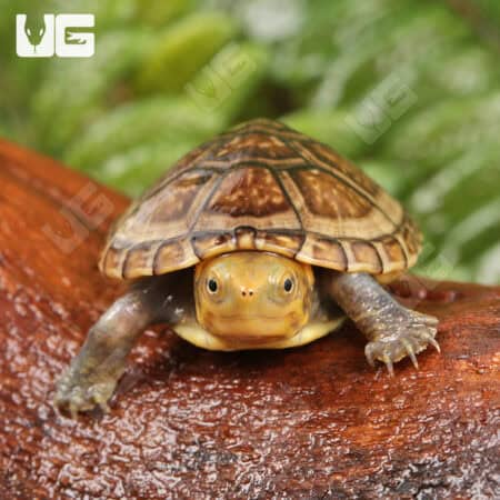 Baby White Lipped Mud Turtles (Kinosternon leucostomum) For Sale - Underground Reptiles