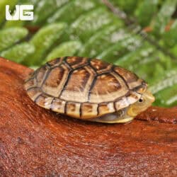 Baby White Lipped Mud Turtles (Kinosternon leucostomum) For Sale - Underground Reptiles