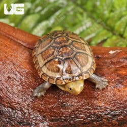 Baby White Lipped Mud Turtles (Kinosternon leucostomum) For Sale - Underground Reptiles