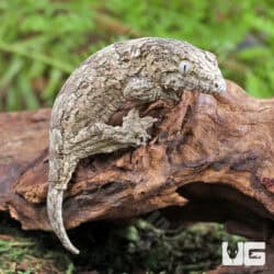 Baby Yate x Poindimie x Nu Ana Leachianus Geckos For Sale - Underground Reptiles