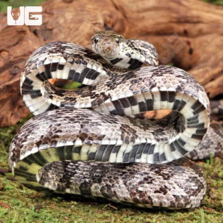 Anery Cornsnake (Pantherophis guttatus) For Sale - Underground Reptiles