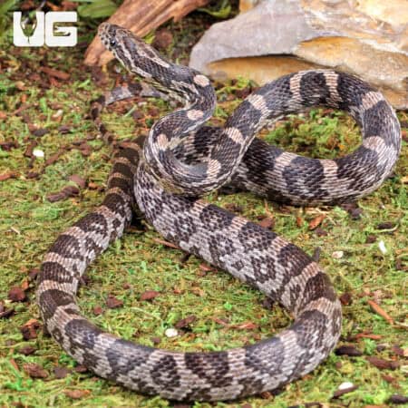 Anery Cornsnake (Pantherophis guttatus) For Sale - Underground Reptiles