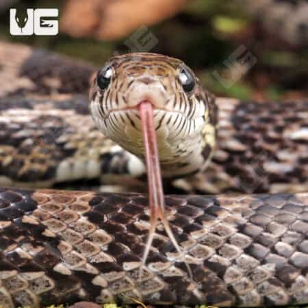 Anery Cornsnake (Pantherophis guttatus) For Sale - Underground Reptiles