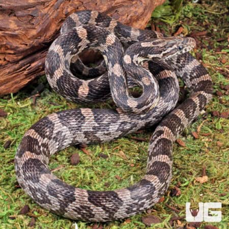 Anery Cornsnake (Pantherophis guttatus) For Sale - Underground Reptiles