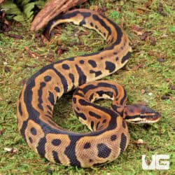 Yearling Male Leopard Blade Het Clown Ball Python For Sale - Underground Reptiles